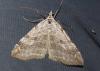 Aplocera sp.